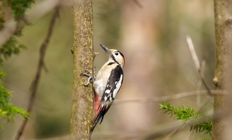 analyze call pattern thoroughly