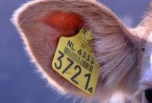 phone numbers owner identification request